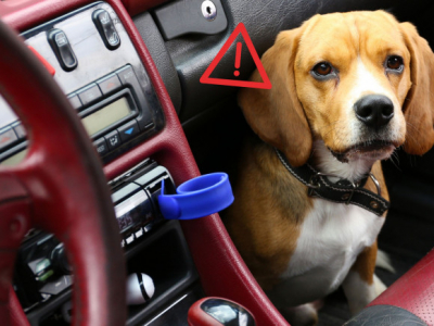 Transport d'animaux en Mazda : Sécurité, Législation et Accessoires Homologués